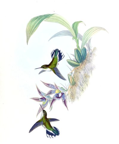 Kuva Phlogophilus hemileucurusista Paphinia cristatasta (orkidea) tekijältä John Gould