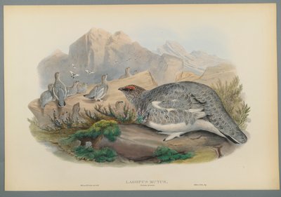 Lagopus Mutus, Autumn Plumage: Common Ptarmigan (värillinen lito kudospaperilla) tekijältä John Gould