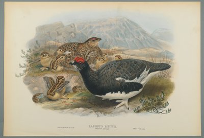 Lagopus Mutus, Summer Plumage: Common Ptarmigan (värillinen lito kudospaperilla) tekijältä John Gould