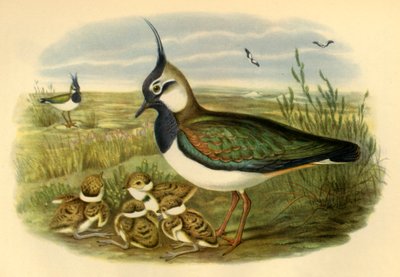 "Lapwing and Young", 1865, 1942. tekijältä John Gould