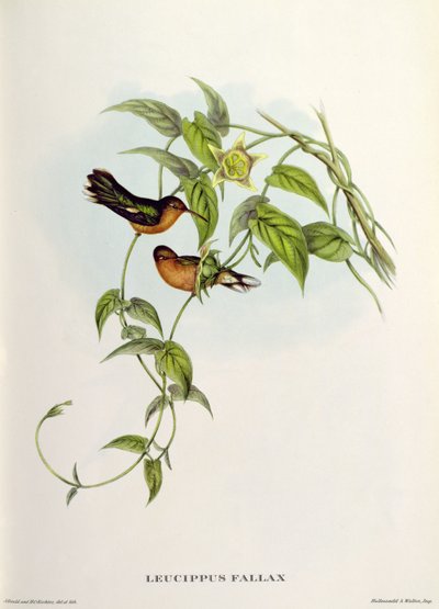 Leucippus Fallax tekijältä John Gould