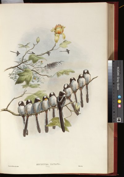 Pitkähäntätiainen tekijältä John Gould