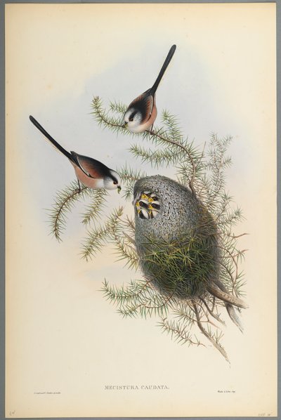 Mecistura Caudata - Pitkähäntätiainen (värinen lito kudospaperilla) tekijältä John Gould