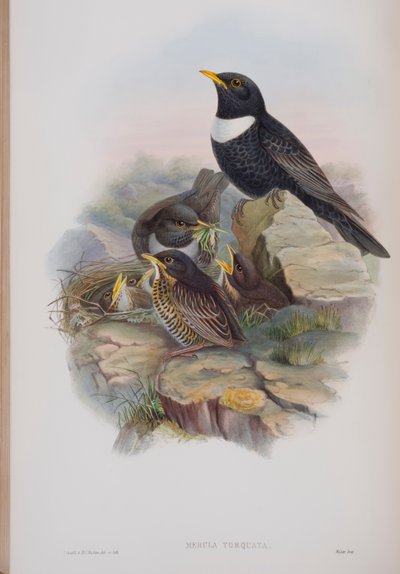 Merula Torquata, John Gouldin The Birds of Great Britain -levy, julkaistu 1862-73 (käsinvärinen lito) tekijältä John Gould