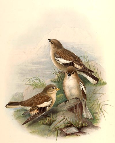 Montifringilla adamsi tekijältä John Gould