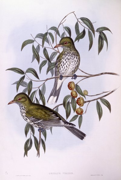 Oliiviselkäinen orioli (Oriolus sagittatus), kaiverrus John Gould tekijältä John Gould