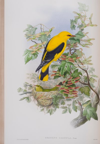 Oriolus Galbula, John Gouldin The Birds of Great Britain -levy, julkaistu 1862-73 (käsinvärinen lito) tekijältä John Gould