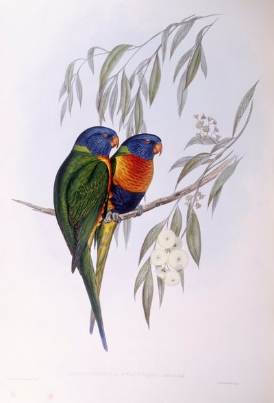 Koristeellinen lorikka (Trichoglossus ornatus), kaiverrus John Gould tekijältä John Gould