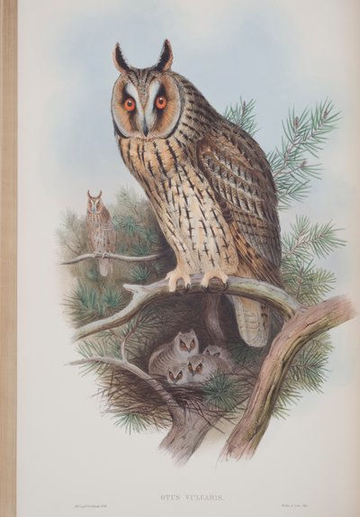 Otus Vulgaris, kilpi teoksesta The Birds of Great Britain, John Gould, julkaistu 1862-73 (käsin värjätty litografia). tekijältä John Gould