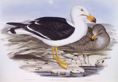 Tyynenmeren lokki (Larus pacificus), kaiverrus John Gould tekijältä John Gould