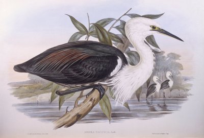 Tyynenmeren haikara (Ardea pacifica), kaiverrus John Gould tekijältä John Gould
