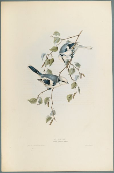 Parus Cyanus: Azure Tit (värinen lito kudospaperilla) tekijältä John Gould