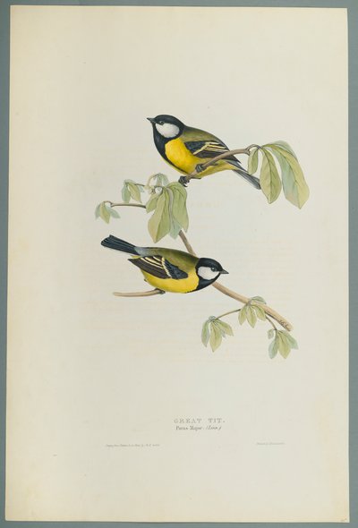 Parus Major: Talitiainen (värinen lito kudospaperilla) tekijältä John Gould