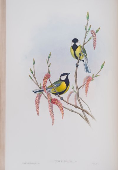 Parus Major, levy julkaisusta The Birds of Great Britain, kirjoittanut John Gould, julkaistu 1862-73 (käsinvärinen lito) tekijältä John Gould