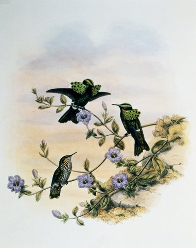 Peacock Coquette (Lophornis pavoninus), kaiverrus Monograph of Trochilidae or Humming Birds (1849-1861), kirjoittanut John Gould (1804-1881), Yhdistynyt kuningaskunta tekijältä John Gould