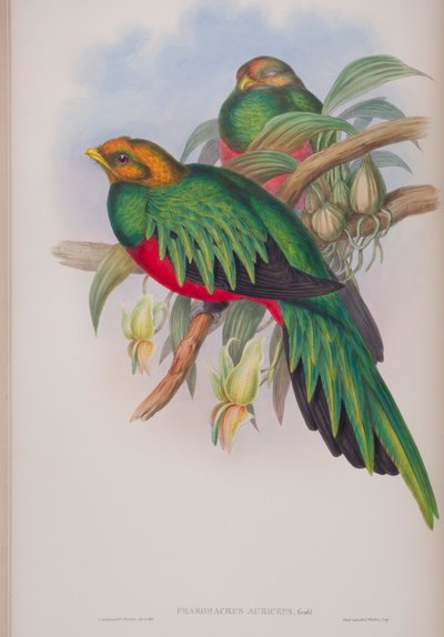 Pharomacrus Auriceps, John Gouldin The Birds of Great Britain -levy, julkaistu 1862-73 (käsinvärinen lito) tekijältä John Gould