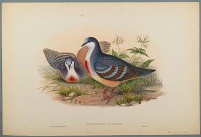 Philogoenas Cruenta (värinen lito kudospaperilla) tekijältä John Gould