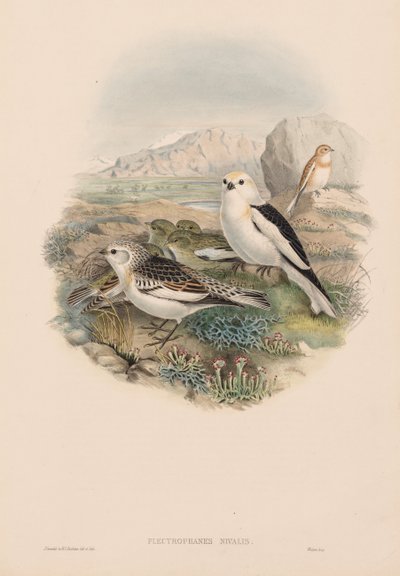 Plestrophanes Nivalis tekijältä John Gould