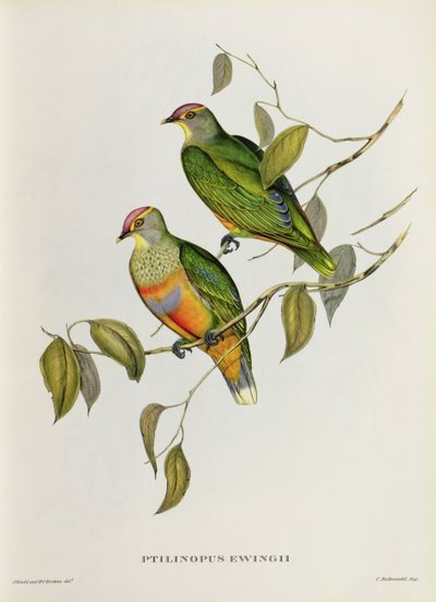 Ptilinopus Ewingii tekijältä John Gould