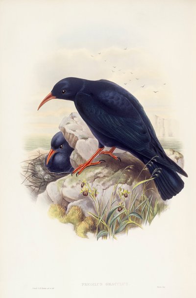 Punanukka (Pyrrhocorax pyrrhocorax), kaiverrus John Gould tekijältä John Gould