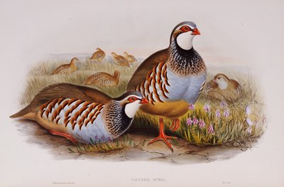 Punajalkaiset peltopyyt, 1862-73 tekijältä John Gould