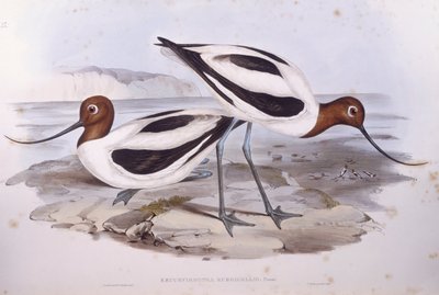 Punakaulainen avocet (Recurvirostra novaehollandiae), kaiverrus John Gould tekijältä John Gould