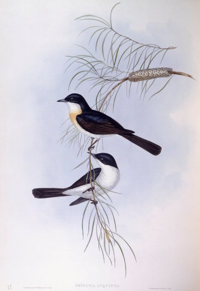 Levoton kärpässiipi (Myiagra inquieta), John Gouldin kaiverrus. tekijältä John Gould