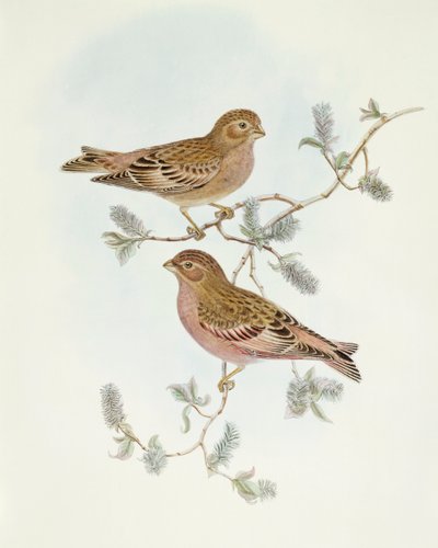 Rosy Finch (Erythrospiza incarnata), kaiverrus John Gould tekijältä John Gould