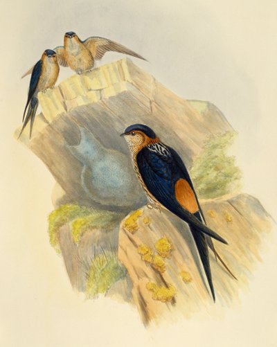 Rufous-bellied Swallow (Hirundo daurica), kaiverrus John Gould (1804-1881), Iso-Britannia tekijältä John Gould
