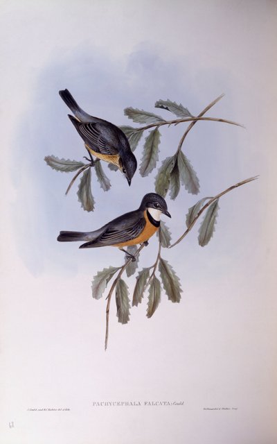 Rufous whistler (Pachycephala rufiventris), kaiverrus John Gould tekijältä John Gould