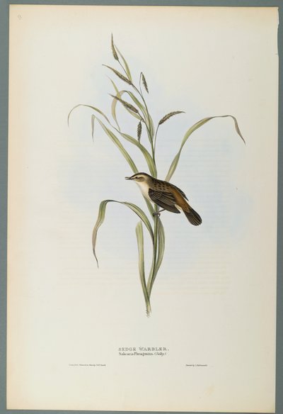 Salicaria Phragmatis: Sarikirkko (värillinen lito kudospaperilla) tekijältä John Gould