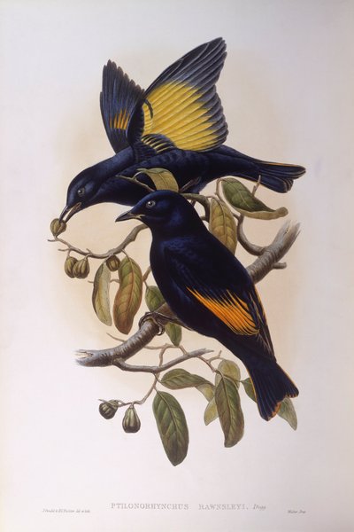 Satiininen bowerbird (Ptilonorhynchus violaceus), kaiverrus John Gould tekijältä John Gould