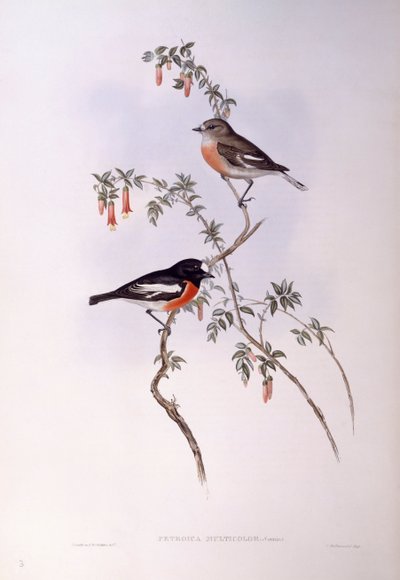 Scarlet robin (Petroica monivärinen), kaiverrus John Gould tekijältä John Gould