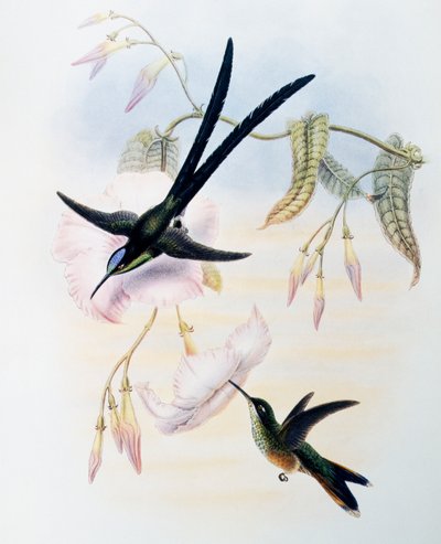 Saksipyrstökolibri (Hylonympha macrocerca), kaiverrus Monografiasta Trochilidae or Humming Birds (1849-1861), John Gould (1804-1881), Yhdistynyt kuningaskunta tekijältä John Gould