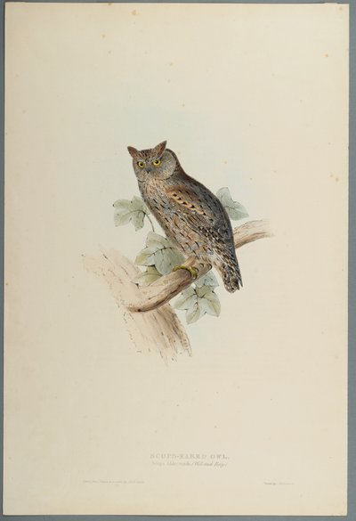 Scops Aldrovandi - Scops Eared Owl (värillinen lito kudospaperilla) tekijältä John Gould