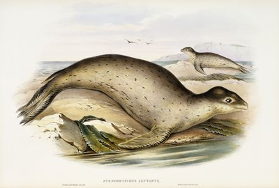 Merileopardi tekijältä John Gould