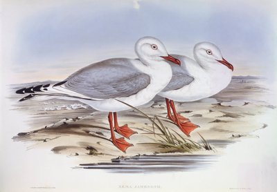 Hopealokki (Larus novaehollandiae), kaiverrus John Gould tekijältä John Gould