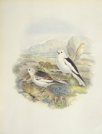 Lumisirkku (Plectrophenax nivalis), kuva tekijältä John Gould