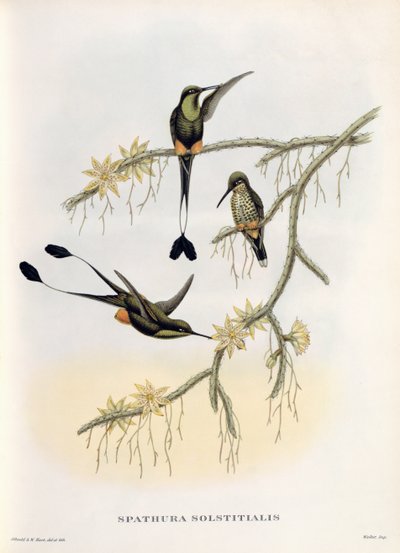 Spathura Solstitialis tekijältä John Gould