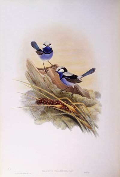 Loistava keijukaveri (Malurus splendens), kaiverrus John Gould tekijältä John Gould