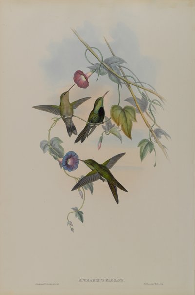 Sporadinus Elegans: Domingon kolibri tekijältä John Gould