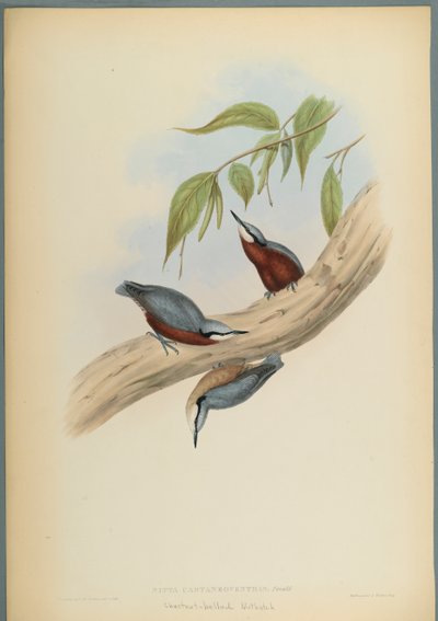 Stila Castaneoventris, Chestnut Bellied Nuthatch (värillinen lito kudottu paperilla) tekijältä John Gould