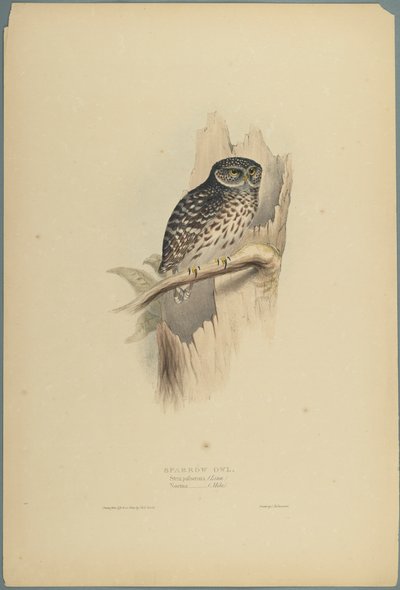 Strix Pafsernia - Noctua (värinen lito kudospaperilla) tekijältä John Gould