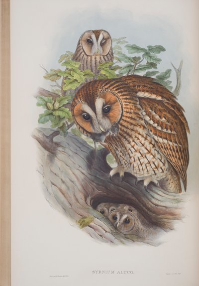 Syrnium Aluco, John Gouldin The Birds of Great Britain -levy, julkaistu 1862-73 (käsinvärinen lito) tekijältä John Gould
