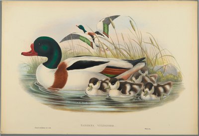 Tadorna Vulpanser: Sheldrake (värillinen lito kudospaperilla) tekijältä John Gould