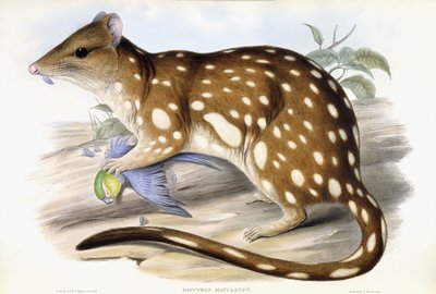 Tiger Quoll tekijältä John Gould