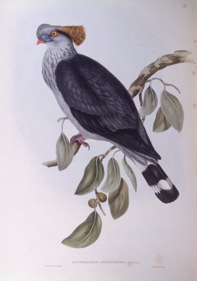 Topknot kyyhkynen (Lopholaimus antarcticus), kaiverrus John Gould tekijältä John Gould