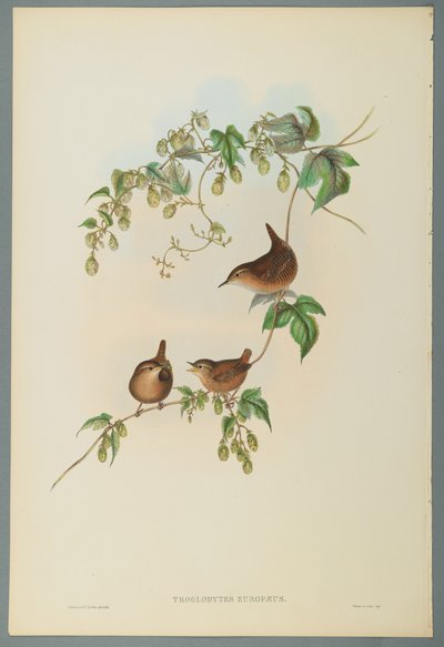 Troglodytes Europaeus - Common Wren (värillinen lito kudospaperilla) tekijältä John Gould