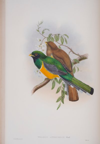 Trogon Atricollis, John Gouldin The Birds of Great Britain -levy, julkaistu 1862-73 (käsinvärinen lito) tekijältä John Gould