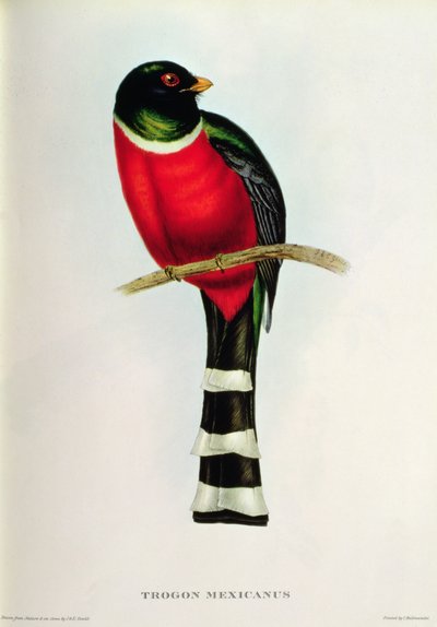 Trogon Mexicanus tekijältä John Gould